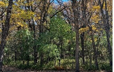 European Buckthorn