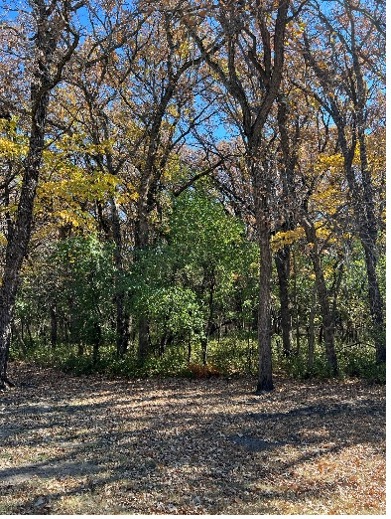 European Buckthorn