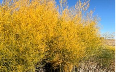 Ornamental Asparagus