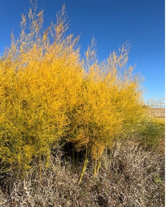 Ornamental Asparagus