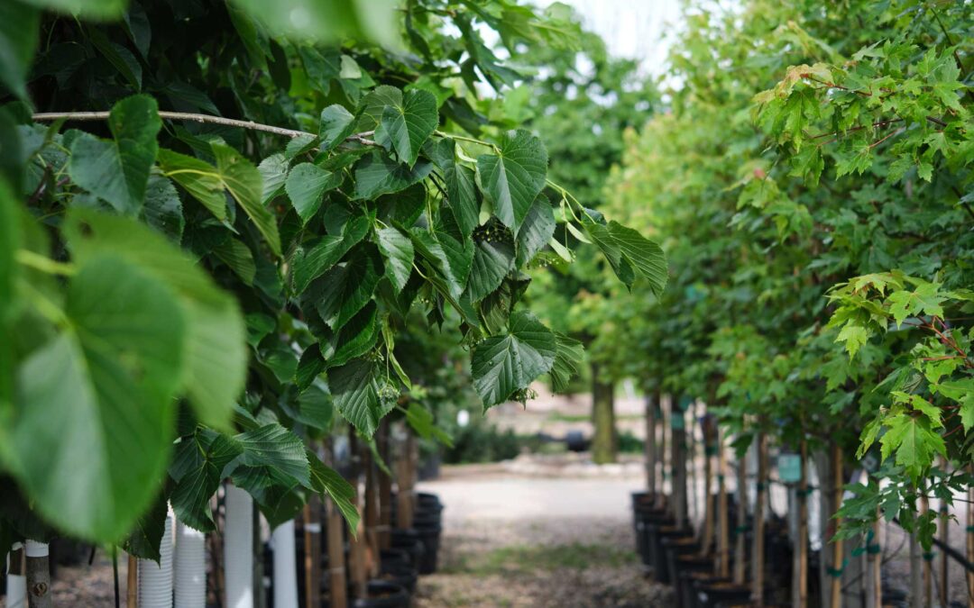 The “Don’t-Wait” List: Limited-Supply Plants Our Customers Ask For Every Year