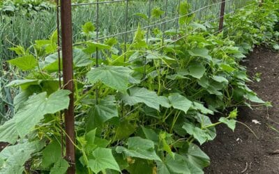 How to Make Sure Your Garden Thrives While Planting This Spring