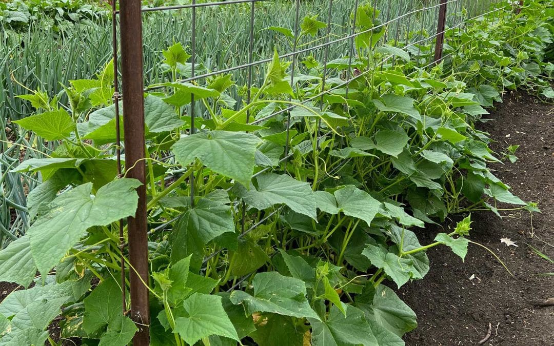 How to Make Sure Your Garden Thrives While Planting This Spring