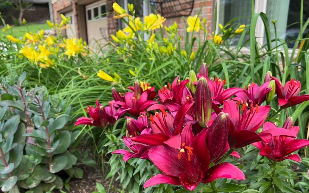 Garden Watering 101: Your Guide to Healthy Flowers & Vegetables