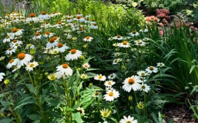 How Pollinators Help Your Garden Grow