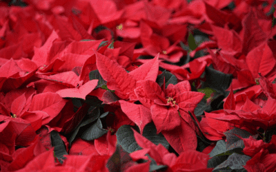 These Flowers & Floral Arrangements Are Always Hits in Winter