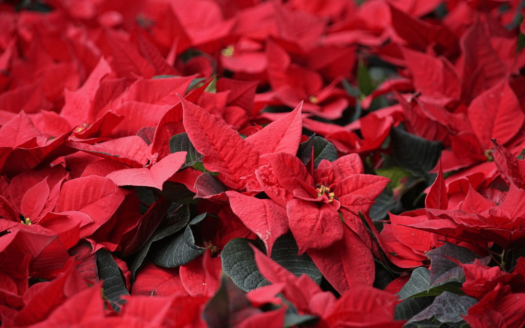 These Flowers & Floral Arrangements Are Always Hits in Winter