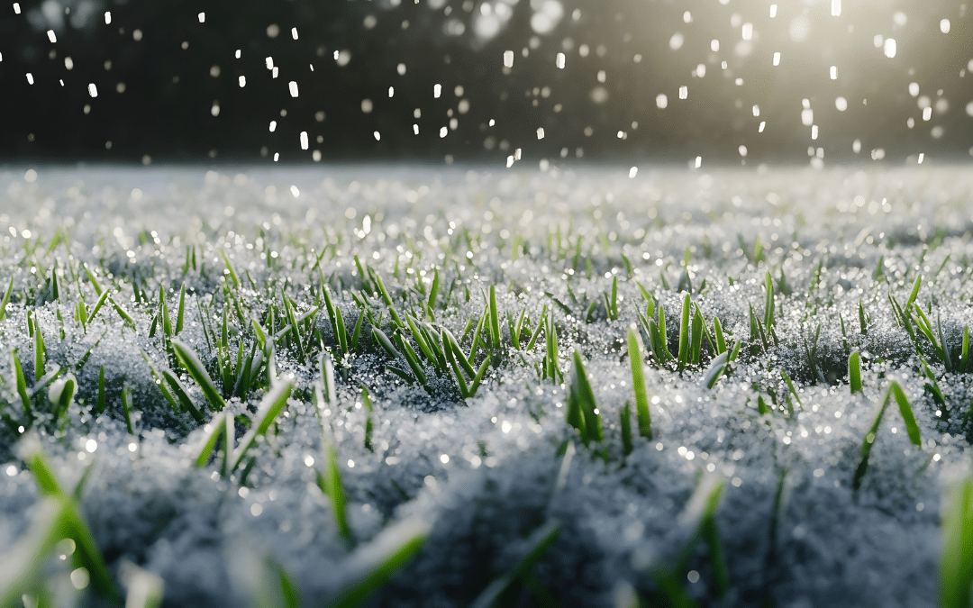 How to Make Sure Your Grass & Lawn Survive Winter