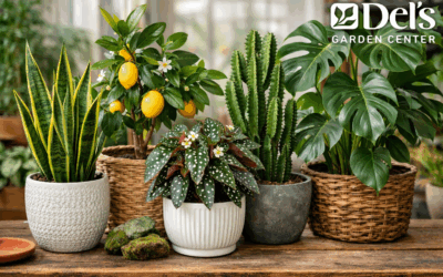 Dels’s Staff Picks: 5 Houseplants We’d Take Home Today (Mid-Winter Edition)
