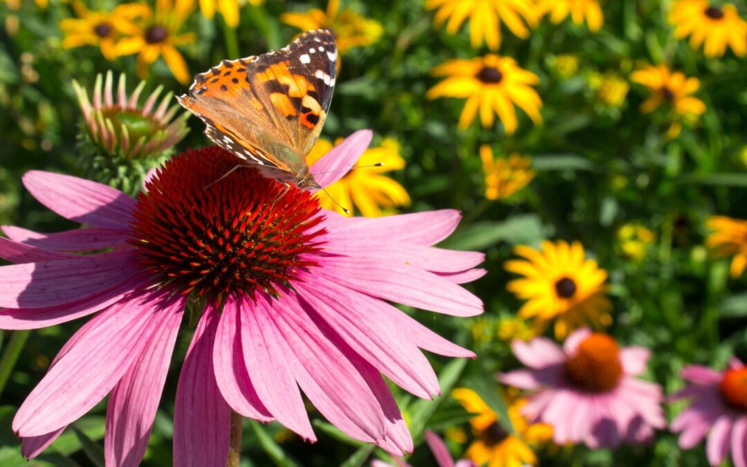 How to Create a Pollinator Garden in Iowa: Plants for Bees, Butterflies & Hummingbirds