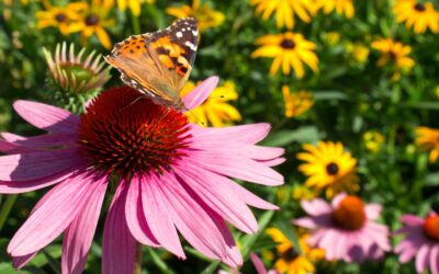 How to Create a Pollinator Garden in Iowa: Plants for Bees, Butterflies & Hummingbirds